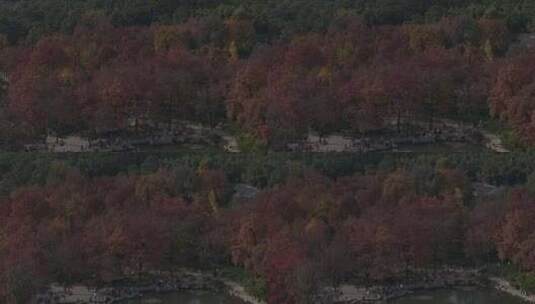 苏州天平山枫叶红了高清在线视频素材下载