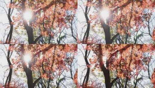 阳光穿透树叶 秋天唯美红叶红枫光影高清在线视频素材下载