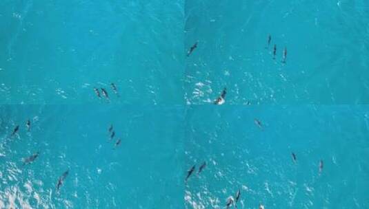 无人机高空俯拍在海里嬉戏游玩的海豚高清在线视频素材下载