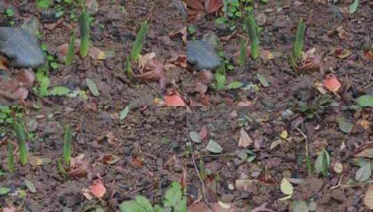 生机勃勃的郁金香花苗高清在线视频素材下载