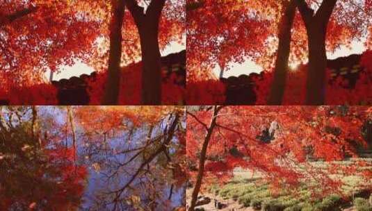 苏州秋天枫树林红色枫叶高清在线视频素材下载