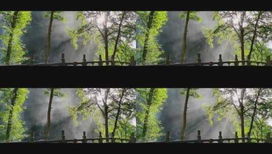 山涧晨雾光影森林景观高清在线视频素材下载