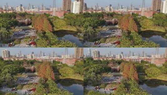 深圳公园秋景落羽杉宣传片航拍高清在线视频素材下载