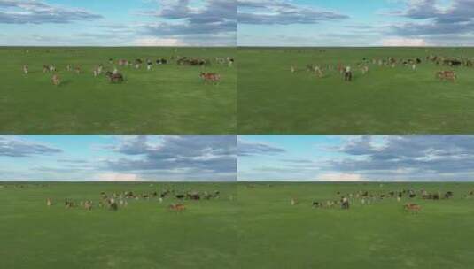航拍呼伦贝尔草原805马群牛群805高清在线视频素材下载