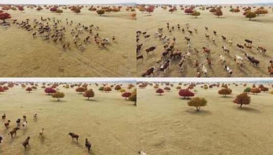 内蒙古世界自然遗产五角枫高清在线视频素材下载