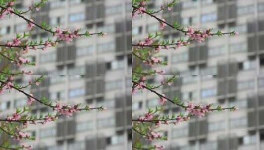 春天桃花盛开实拍高清在线视频素材下载
