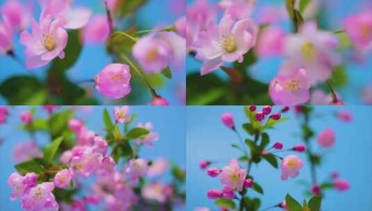 春天花朵樱花绽放过程植物延时高清在线视频素材下载