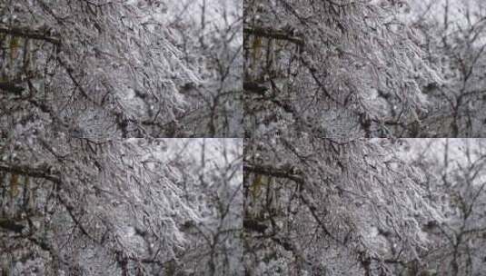 冰雪森林树林树枝高清在线视频素材下载