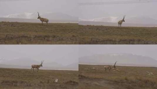可可西里的藏羚羊高清在线视频素材下载