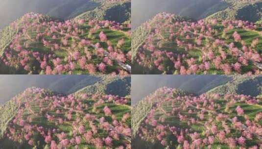云南大理无量山樱花谷日出冬樱花和茶园航拍高清在线视频素材下载