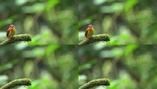 红褐色背翠鸟在模糊的植物叶子背景上吃一只高清在线视频素材下载