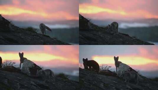 北极狐小狗在迷人的日落前向家人跑去，慢动高清在线视频素材下载