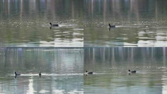 4K长焦实拍春天野鸭在湖中觅食高清在线视频素材下载