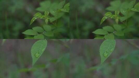 树叶水珠高清在线视频素材下载