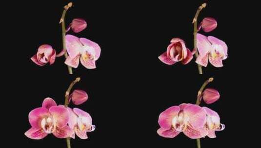 开放美丽的红色兰花蝴蝶兰花高清在线视频素材下载