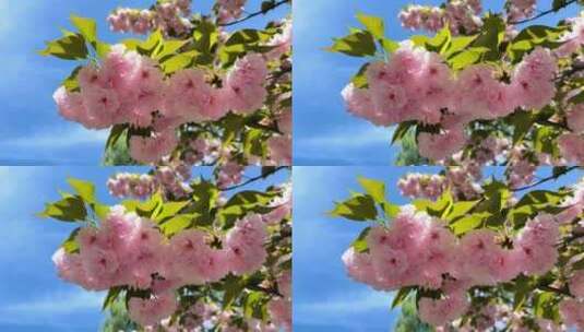 春天阳光下盛开的粉色樱花仰拍高清在线视频素材下载
