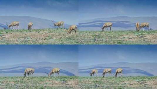 可可西里自然保护区 藏羚羊高清在线视频素材下载