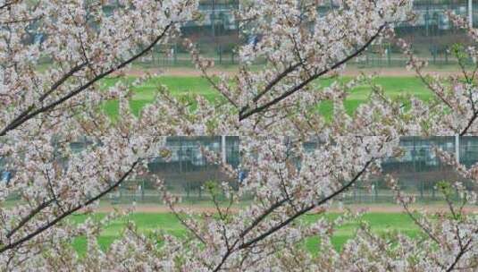 樱花盛开时节校园操场远景高清在线视频素材下载