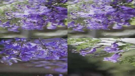 5K-雨中的蓝花楹，雨滴滴在蓝花楹花朵上高清在线视频素材下载