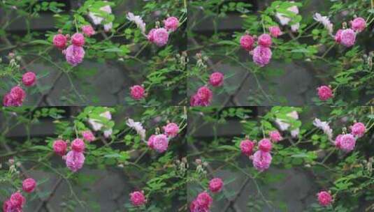 春天美丽的私家小院绿色生机鲜花盛开高清在线视频素材下载