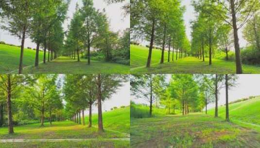 日风光水杉树绿色树林4K航拍高清在线视频素材下载