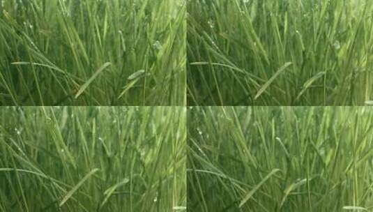 青草特写雨滴缓缓落在草地上。高清在线视频素材下载