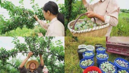 青脆李 李子产地 李子种植高清在线视频素材下载