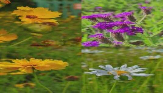 花卉野花竖版实拍高清在线视频素材下载