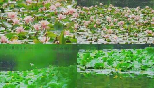 【合集】杭州西湖茅家埠湿地春天睡莲与白鹭高清在线视频素材下载