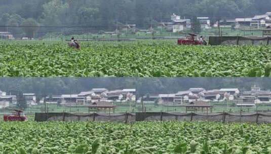 云南龙陵县平达乡草烟田航拍高清在线视频素材下载