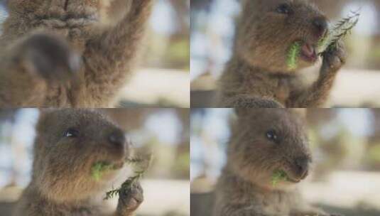 Quokka，吃，袋鼠，罗特内斯特岛高清在线视频素材下载