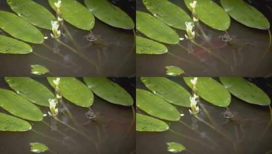 青蛙，池塘，植物，蟾蜍高清在线视频素材下载