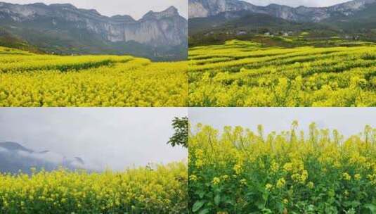 合集组镜春天大山绝壁油菜花花海航拍高清在线视频素材下载