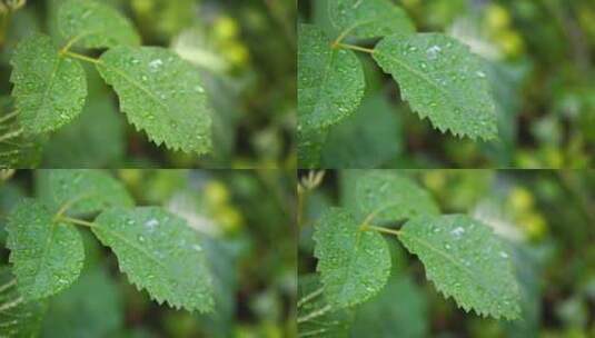 清晨草上的水珠高清在线视频素材下载