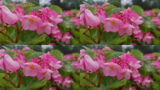 雨后的粉色海棠花特写空镜头高清在线视频素材下载