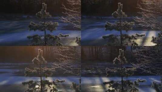 冰冻湖畔松树上的冬霜高清在线视频素材下载