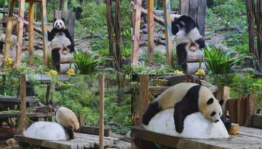 2025广州长隆大熊猫国庆倚靠木头休息场景高清在线视频素材下载