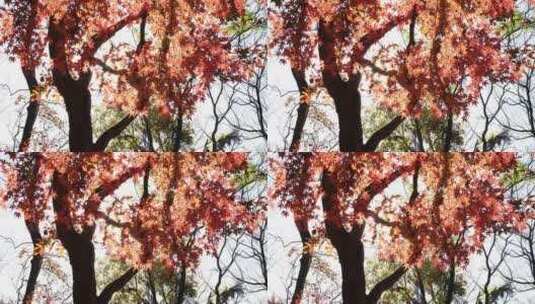 秋天唯美红叶红枫随风飘动慢镜头高清在线视频素材下载