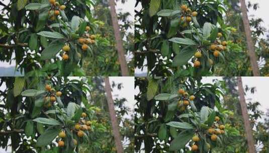 乡村振兴特色产业新鲜水果枇杷高清在线视频素材下载