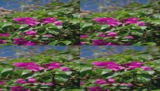 冬季盛开的花朵高清在线视频素材下载