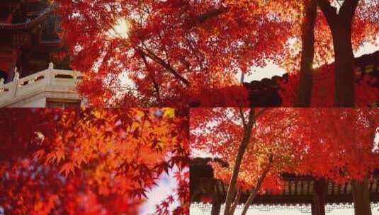 苏州秋天枫树林红色枫叶合集高清在线视频素材下载