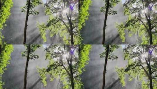 山涧晨雾光影森林景观高清在线视频素材下载