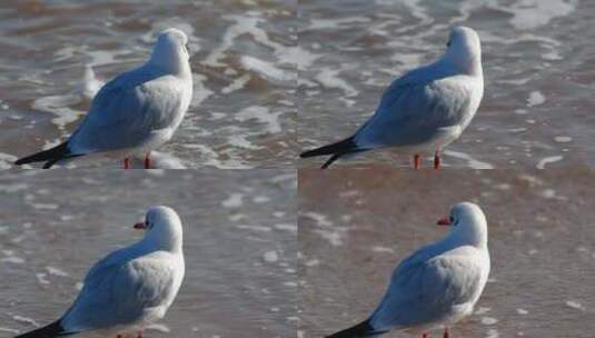 海滩海鸥高清在线视频素材下载