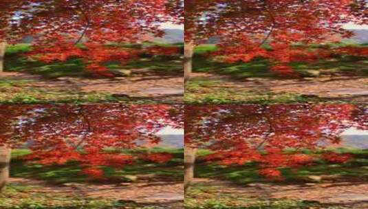 秋天唯美红叶红枫光影 阳光穿过树叶竖屏高清在线视频素材下载