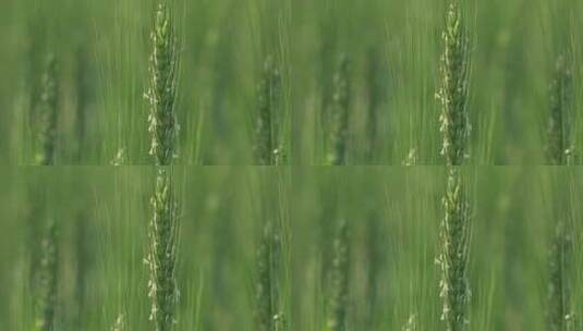 夏天嫩绿的麦穗随风摇曳高清在线视频素材下载