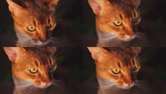 橘色猫的面部特写高清在线视频素材下载
