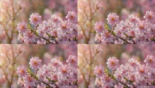 阳光下粉色的花朵高清在线视频素材下载