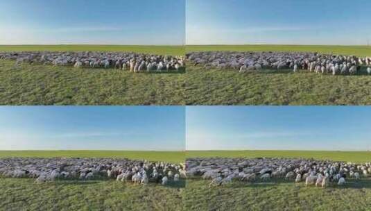 呼伦贝尔草原风光羊群1172高清在线视频素材下载