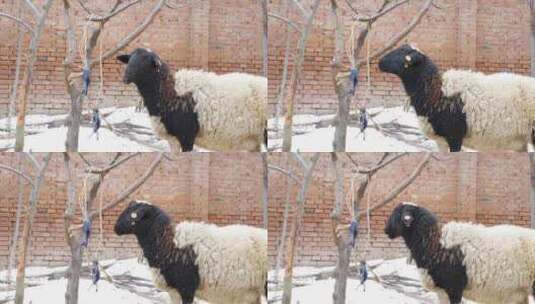 冬天的绵羊高清在线视频素材下载