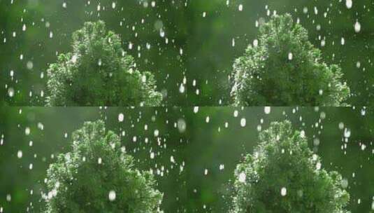 雨滴落在树木上高清在线视频素材下载